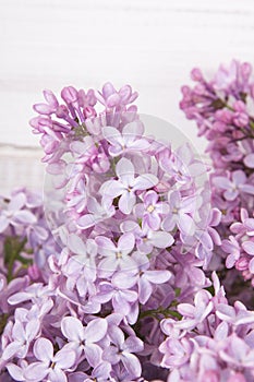 Lilac flowers