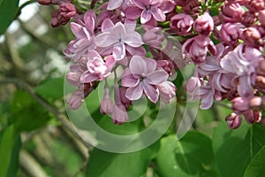 Lilac flowers