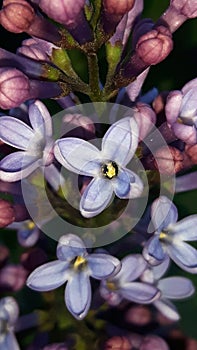 Lilac flowers