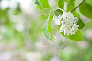 Lilac flowers