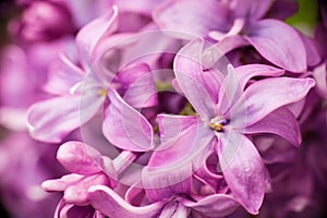 Lilac flowers abstract background