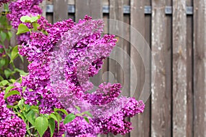 Lilac flowers against of wooden fence