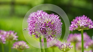 Lilac flowers Allium are on the background of green grass