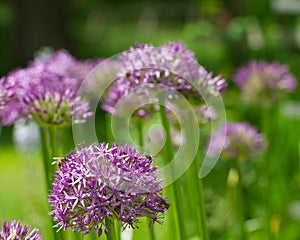 Lilac flowers Allium are on the background of green grass