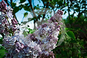 Lilac flowers as a background. Syringa vulgaris