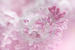 Lilac flowers background.