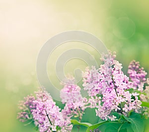 Lilac flowers background