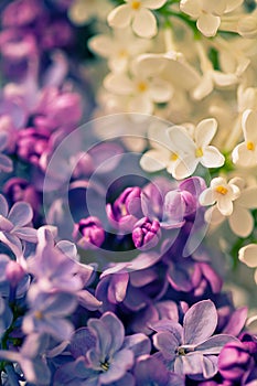 Lilac flowers background