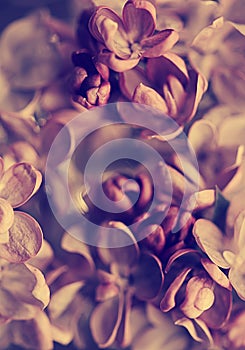 Lilac flowers background