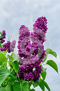 Lilac flowers on a background of a cloudy sky.