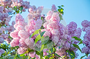 Lilac flowers on a background of green leaves and blue sky