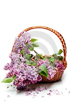 Lilac flowers in basket isolated on white