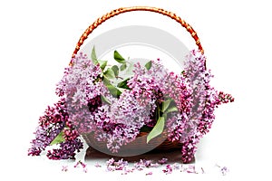 Lilac flowers in basket isolated on white