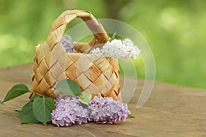 Lilac flowers in birchbark basket on table photo