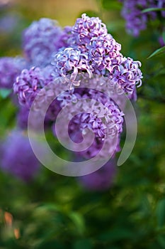 Lilac Flowers in Bloom