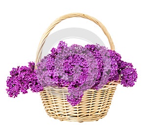 Lilac Flowers Blooming Bouquet in Basket Isolated over White Background
