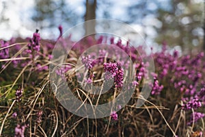 Lilac flowers of blooming heather in pine forests in spring, beauty of nature