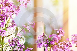 Lilac flowers blooming. Sun light