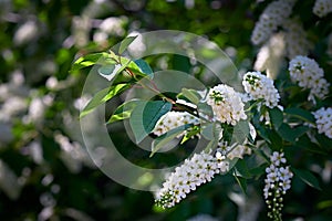 Lilac flowers. Blooming tree