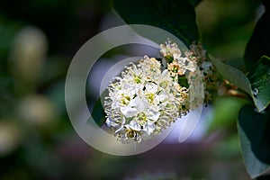 Lilac flowers. Blooming tree