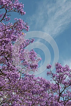 Lilac flowers blooming on tree