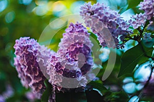 A lilac flowers blossom