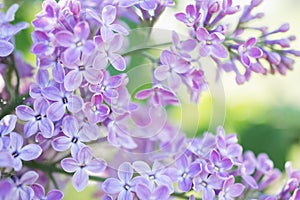 Lilac flowers blossom flowers in spring garden. Soft selective focus. Floral natural background