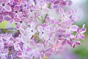 Lilac flowers blossom flowers in spring garden. Soft selective focus. Floral natural background