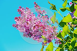 Lilac flowers blossoming on tree on sunny blue sky