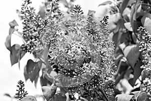 Lilac flowers blossoming on tree on sunny day, spring