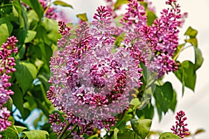 Lilac flowers blossoming on tree on sunny day, spring