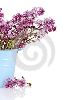 Lilac flowers in blue pail