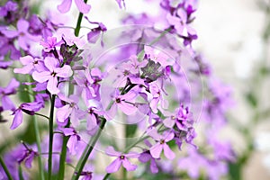 Lilac flowers on a bluring background