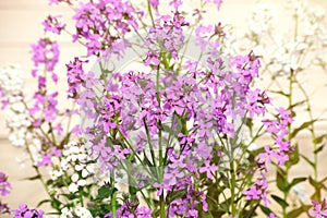 Lilac flowers on a bluring background