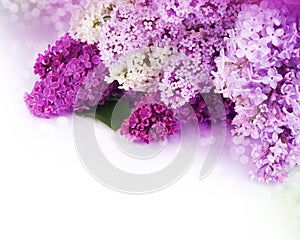 Lilac flowers bouquet photo