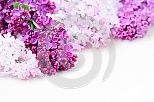 Lilac Flowers Bouquet. Flower With Five Petals.