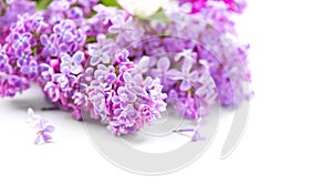 Lilac flowers bunch background