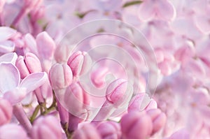Lilac flowers bunch background. Abstract soft floral background