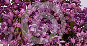 Lilac flowers bunch background. Beautiful opening violet Lilac flower Easter design closeup. Beauty fragrant tiny