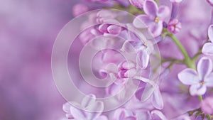 Lilac flowers bunch background. Violet lilac blooming background. Beautiful and charming lilac with delicate fragrance