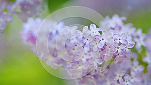 Lilac flowers bunch background. Violet lilac blooming background. Beautiful and charming lilac with delicate fragrance