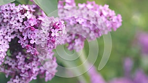 Lilac flowers bunch in spring garden.