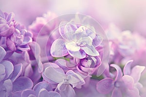 Lilac flowers bunch violet art design