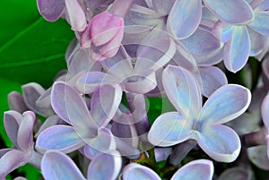 Lilac flowers close-up