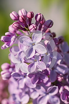 Lilac flowers close up