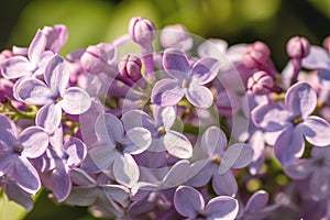 Lilac flowers close up