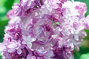 Lilac flowers close up selective focus