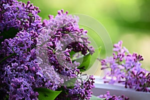 Lilac flowers close-up, selective focus