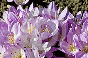 Lilac flowers of colchicum autumnale in the garden photo