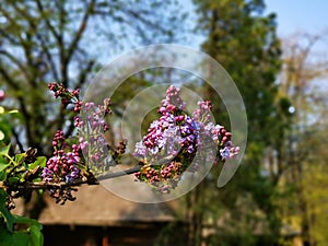 Lilac flowers detail branch macro